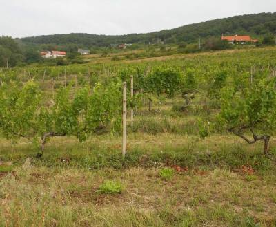 Eladó Mezőgazdasági és erdei telkek, Vinohrady, Bratislava - Nové Mest