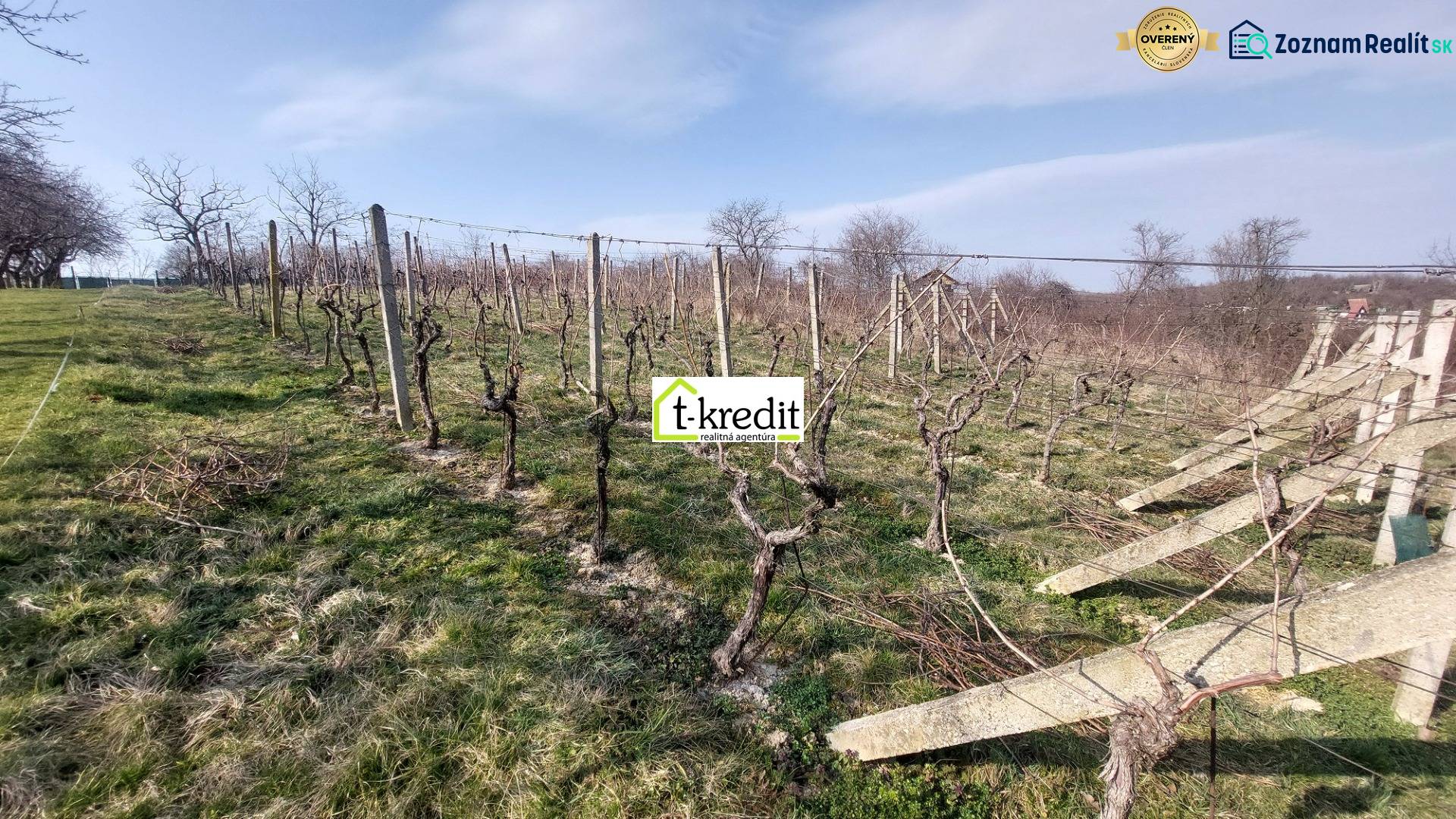 Szőlőskert Aranyosmaróton, szőlőtőkékkel a kék ég alatt, háttérben fákkal.