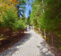 Az erdei út, amely a terchovai kunyhóhoz vezet, sűrű tűlevelű fákkal szegélyezett.