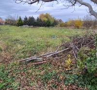 Egy lakhatásra alkalmas telek Tardoskedden, fákkal és zölddel körülvéve.