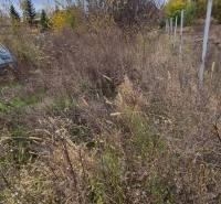 Pozemek Tardoskeddben lakhatásra alkalmas, természetes növényzettel és fákkal.