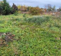 Beépíthető telek Tardoskedden sűrű növényzettel és környező fákkal.