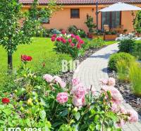 Családi ház kertje Bílkové Humence-ben rózsaszín pünkösdi rózsákkal és sétánnyal.