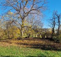 Fák és lombok a családi ház kertjében a Kör utca Zemplínska Teplica.