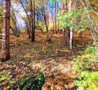 Őszi erdei kilátás a Bystrá melletti Tále környékén.