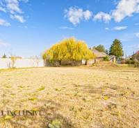 Családi ház Nagykeszin kiterjedt füves telekkel és fával az udvaron.