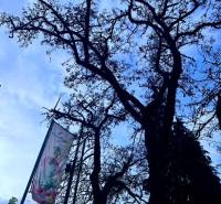 Milan Rastislav Štefánik fája Trencsénben; igazolt irodai minőség címke.