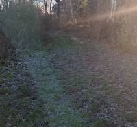 Az úton a faházhoz a Szárazpatakban, fákkal és bokrokkal körülvéve.