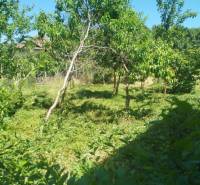 A Tešedíkovo családi ház kertje, fákkal és fűvel körülvéve a derült ég alatt.