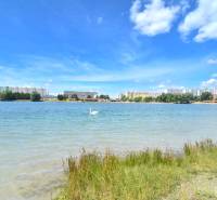 Nagy tó hattyúval, háttérben a pozsonyi Antolská lakótelep.