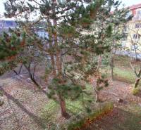 Kert az épület mögött fenyőfákkal Pozsonyban - Récse városrészben, a Kadnárová utcában.