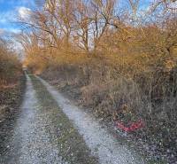 Erdészeti út bokrok és magas fák között az Újváros rekreációs területein.