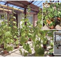 Egy családi házban termesztett növényekkel és paradicsomokkal teli üvegház.