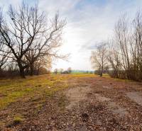 Fák tája Stupaván a kereskedelmi telkeken a Stupavská utcán.