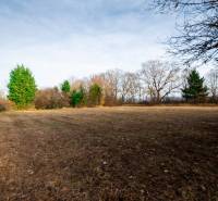 Pozemek - obchodní v Stupavě, ulice Stupava. Zasněžené stromy na rozlehlé louce.
