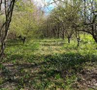 Kert fűvel és fákkal családi házak közelében Felsőszelibán.