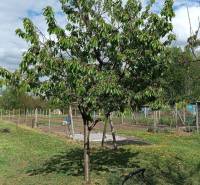 Fa a családi ház kertjében Felsőszelibán, fűnyíró a gyepen.