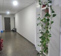 Két szobás lakás folyosója csempével, növényzettel és menekülési jelzéssel a mennyezeten.