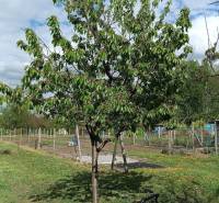 Gyümölcsfa a családi ház kertjében a Felsőszeli Salibská utcában.