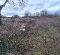 Telkek - lakóingatlanok Martoson fákkal, faházzal és többnyire rendezetlen növényzettel.