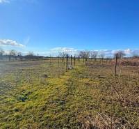 Családi ház melletti telek Ižben gyümölcsfákkal és szőlővel napos napon.