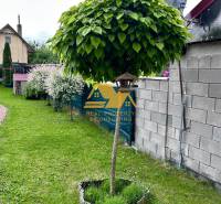 Az újvári hétvégi ház kertjében van egy díszfa sűrű lombkoronával.