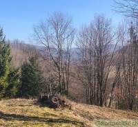 Őszi természet Újbánya kertjeiben, látható tűlevelűekkel és füves területtel.