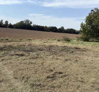 Mező és fű a Zvoncsin Kertekben, Zvoncsin mellett, tiszta égbolttal és fákkal.