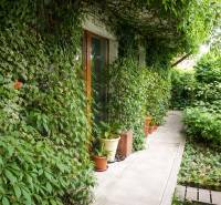 A Šancová utcai 3 szobás lakás kertje Pezinkben buja növényzettel és sétánnyal.