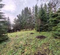 Családi ház melletti telek a Piskoróci Fő utcán, tűlevelű fákkal körülvéve.