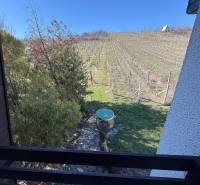 Kilátás a házikóból a szőlőültetvényre Aranyosmaróton, fákkal és kék éggel.