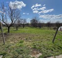 Kert a Radava Fő utcai családi házánál gyümölcsfákkal és gyepes területtel.