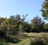 Erdészeti út mezőgazdasági és erdészeti területeken Zlatníkyban, fákkal és fűvel körülvéve.