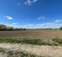 A Košútska utcán, Košúty kertekben található kiterjedt mező virágzó fákkal van körülvéve.