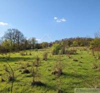 Friss rét ritka fákkal lakóterületeken Krupinában.