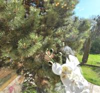 Kilátás egy háromszobás lakás ablakából, kilátással a zöld kertre és az orchideára.