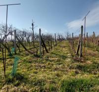 Szőlőskert Aranyosmaróton, szőlősorokkal a kék ég alatt.