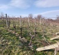 Szőlőskert Aranyosmaróton, szőlőtőkékkel a kék ég alatt, háttérben fákkal.