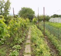 A családi ház kertjében Strekovban szőlő és a sétány mentén termesztett növények találhatók.