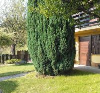 A pozsonyi - Károlyfalui ház előtt egy rendezett kert van magas bokorral.