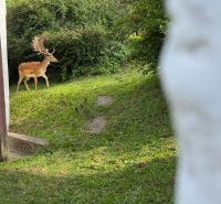 Családi ház Bukovecben, kilátással az őzre a kertben.
