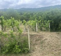 Szőlőskert a Jablonov nad Turňou-i kunyhónál, kilátással az erdős dombokra.