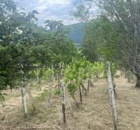 Szőlőültetvények a festői Jablonova nad Turňou táján, zölddel és dombokkal körülvéve.