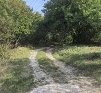 Az erdei út Kolačna kertjeiben fákkal és bokrokkal körülvéve a kék ég alatt.