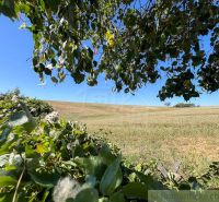 Mezők és fák zölddel körülvéve a Pastuchov melletti kertekben kék ég alatt.