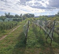 Szőlőskert Viničné községben, a Fő utcán, lakhatásra szánt.