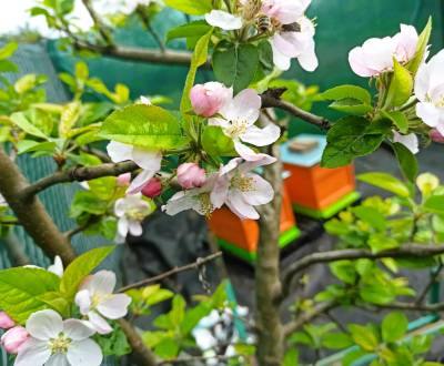 Eladó Kertek, Kertek, Sereďská, Trnava, Szlovákia