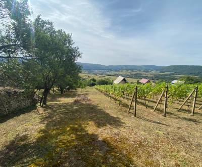 ELADÓ Gyönyörű szőlőültetvény nyaralóval, Hrušov, Szlovákia