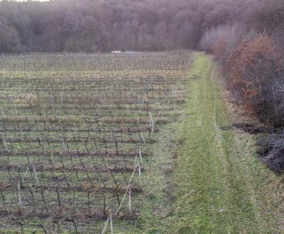 Eladó Mezőgazdasági és erdei telkek, Mezőgazdasági és erdei telkek, No