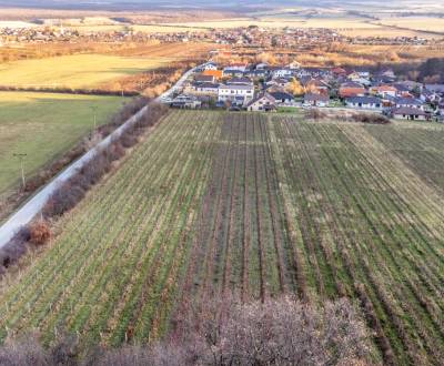 Eladó Mezőgazdasági és erdei telkek, Mezőgazdasági és erdei telkek, No